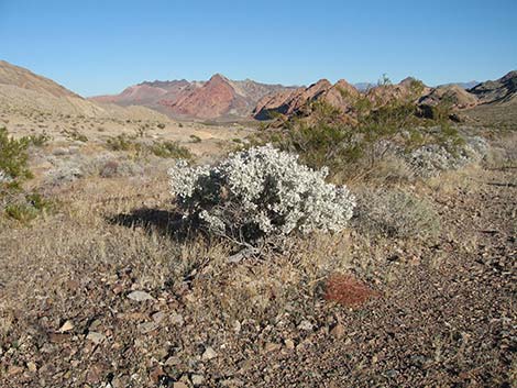 Desert-holly Saltbush (Atriplex hymenelytra)