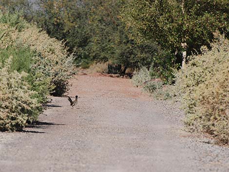 Quailbush (Atriplex lentiformis)