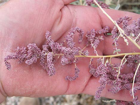 Quailbush (Atriplex lentiformis)