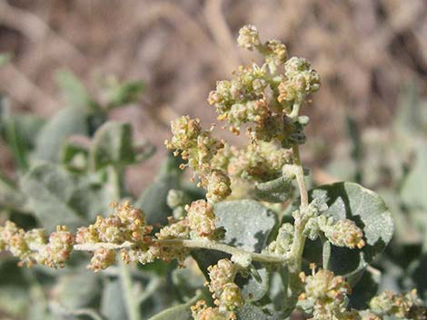 Quailbush (Atriplex lentiformis)