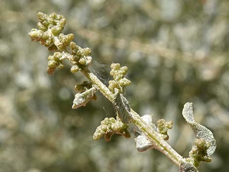 Quailbush (Atriplex lentiformis)