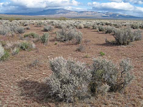 Cattle Saltbush (Atriplex polycarpa)