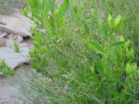 Emory Baccharis (Baccharis emoryi)