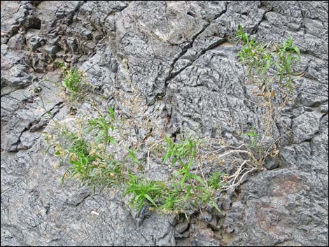 Seep Willow (Baccharis salicifolia)