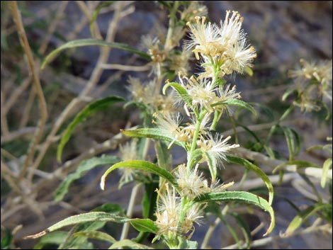 Seep Willow (Baccharis salicifolia)