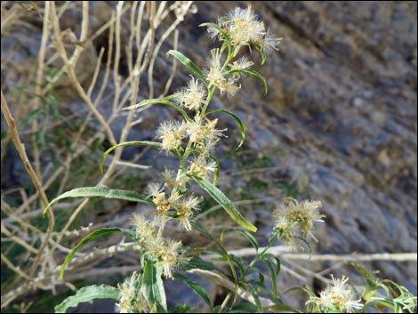 Seep Willow (Baccharis salicifolia)