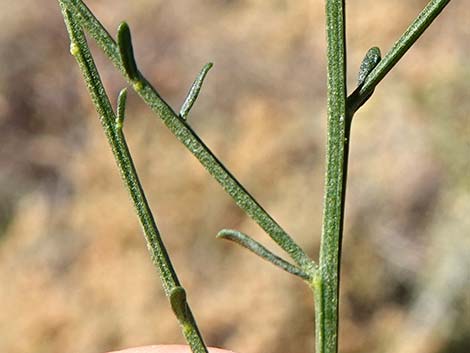 Broom Baccharis (Baccharis sarothroides