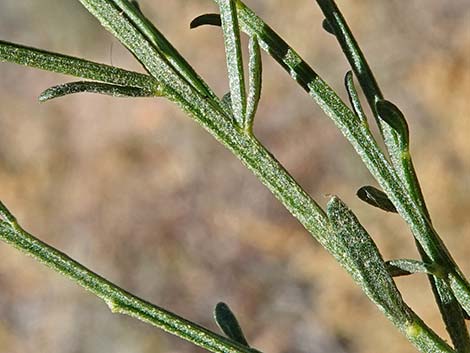 Broom Baccharis (Baccharis sarothroides