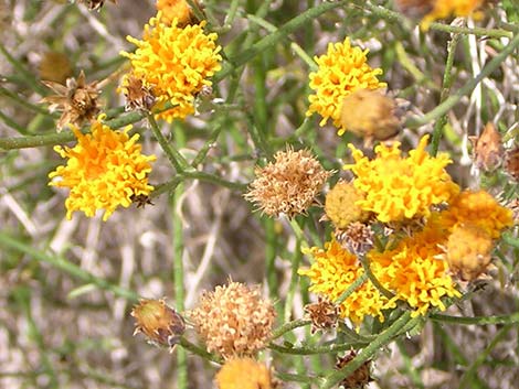 Sweetbush (Bebbia juncea)