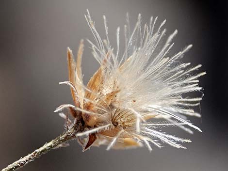 Sweetbush (Bebbia juncea)