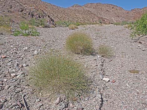 Sweetbush (Bebbia juncea)