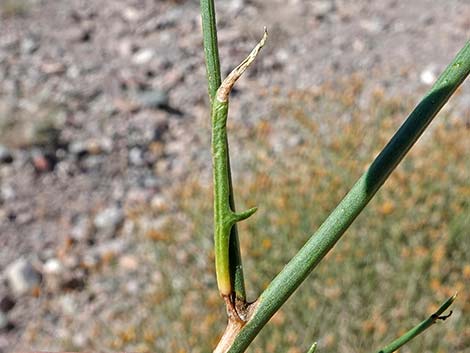 Sweetbush (Bebbia juncea)