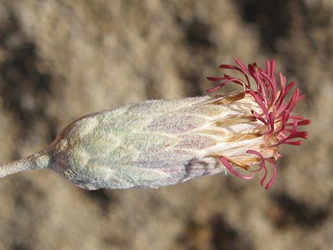 Woolly Brickellbush (Brickellia incana)