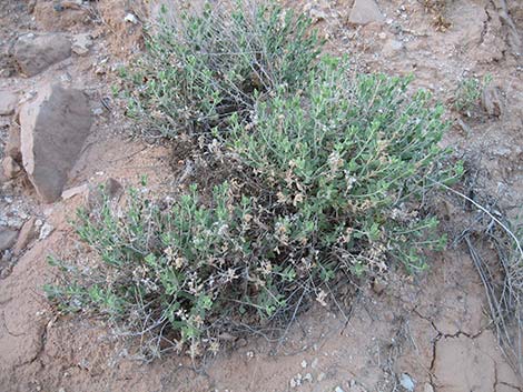 Littleleaf Brickellbush (Brickellia microphylla)