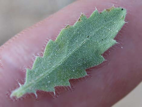 Littleleaf Brickellbush (Brickellia microphylla)