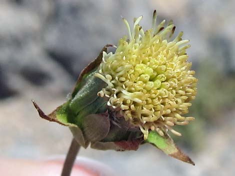 Pungent Brickellbush (Brickellia arguta)