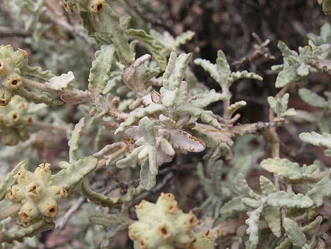 Utah Butterflybush (Buddleja utahensis)