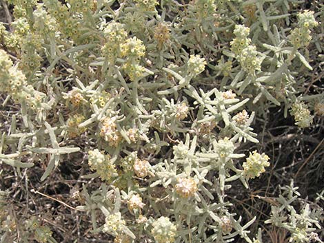 Utah Butterflybush (Buddleja utahensis)