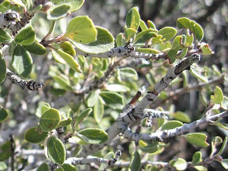 Mojave Ceanothus (Ceanothus greggii var. vestitus)