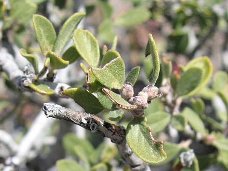 Mojave Ceanothus (Ceanothus greggii var. vestitus)