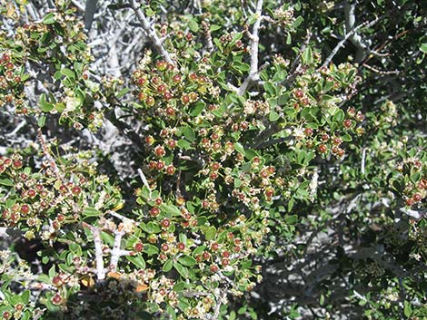 Mojave Ceanothus (Ceanothus greggii var. vestitus)