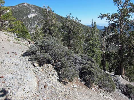 Littleleaf Mountain Mahogany (Cercocarpus intricatus)