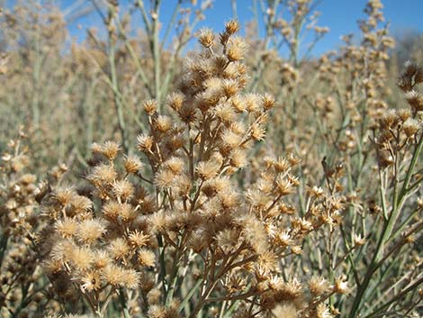 Rabbitbrush (Chrysothamnus spp.)