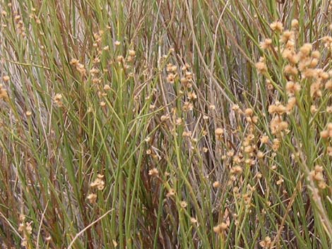 Rabbitbrush (Chrysothamnus spp.)