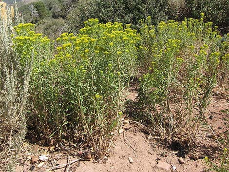 Yellow Rabbitbrush (Chrysothamnus viscidiflorus)