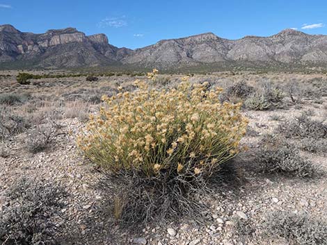 Yellow Rabbitbrush (Chrysothamnus viscidiflorus)