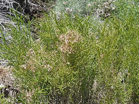 Yellow Rabbitbrush (Chrysothamnus viscidiflorus)