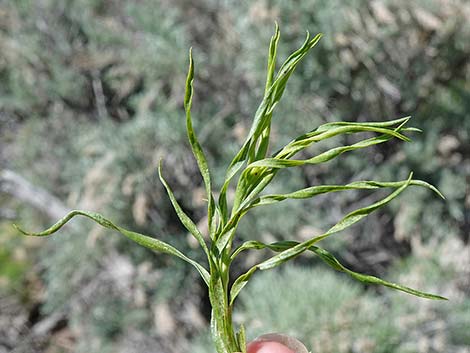 Yellow Rabbitbrush (Chrysothamnus viscidiflorus)