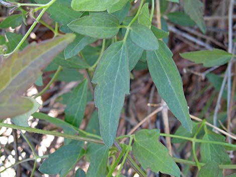 Western White Clematis (Clematis ligusticifolia)