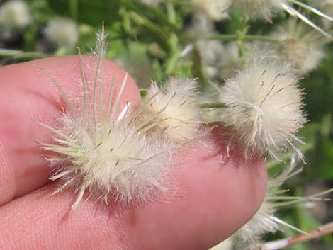 Western White Clematis (Clematis ligusticifolia)