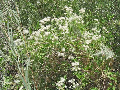 Western White Clematis (Clematis ligusticifolia)