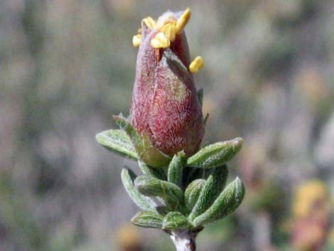 Blackbrush (Coleogyne ramosissima)