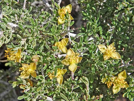 Blackbrush (Coleogyne ramosissima)