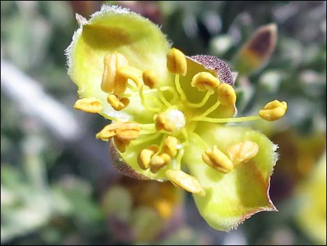 Blackbrush (Coleogyne ramosissima)