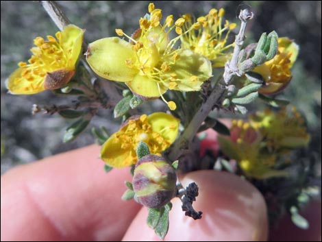 Blackbrush (Coleogyne ramosissima)