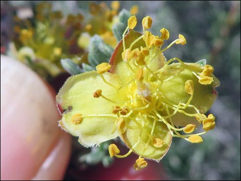 Blackbrush (Coleogyne ramosissima)