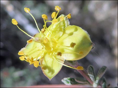 Blackbrush (Coleogyne ramosissima)