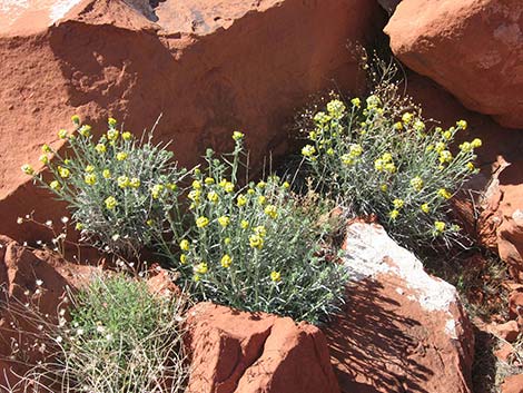 Basin Yellow Cryptantha (Cryptantha confertiflora)