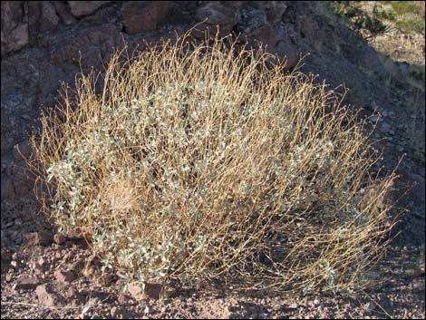 Goldenhills [Brittlebush] (Encelia farinosa)