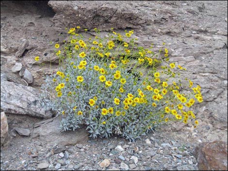 Goldenhills (Encelia farinosa)