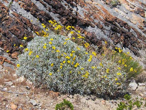 Brittlebush (Encelia spp.)