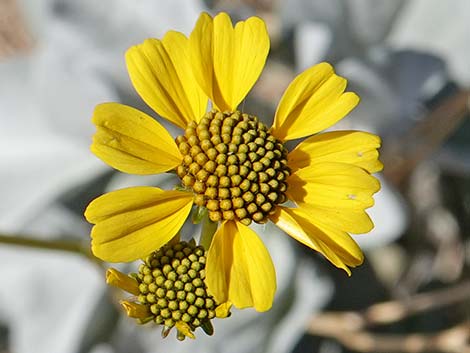 Goldenhills [Brittlebush] (Encelia farinosa)