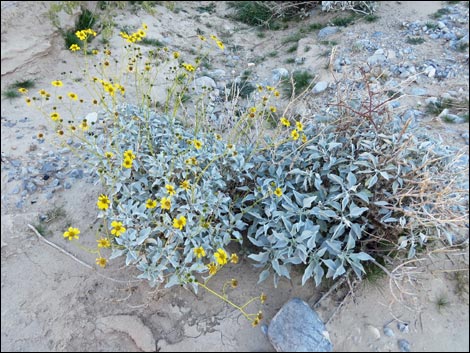 Goldenhills [Brittlebush] (Encelia farinosa)