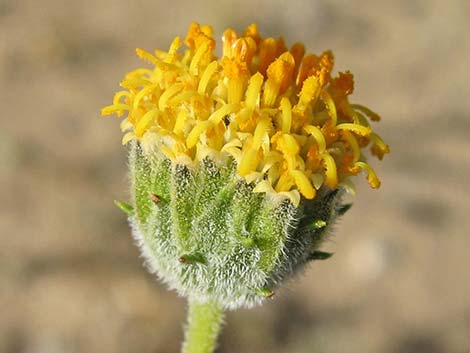 Button Brittlebush (Encelia frutescens)