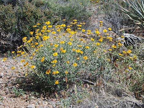 Virgin River Brittlebush (Encelia virginensis)