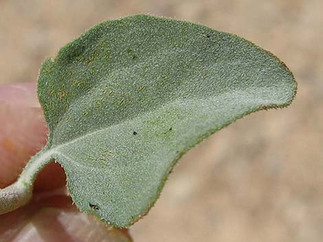 Virgin River Brittlebush (Encelia virginensis)